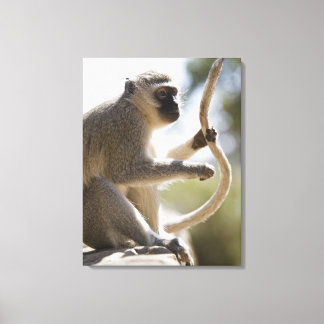 Vervet Monkey holding svan Canvastryck