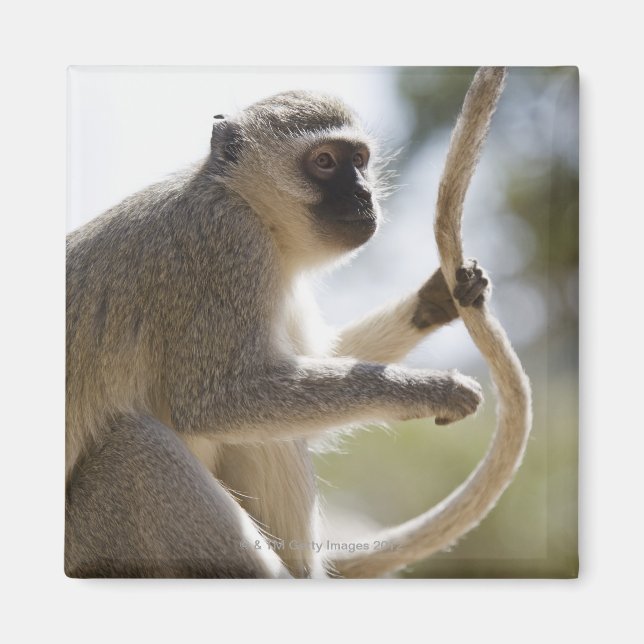 Vervet Monkey holding svan Magnet (Framsidan)