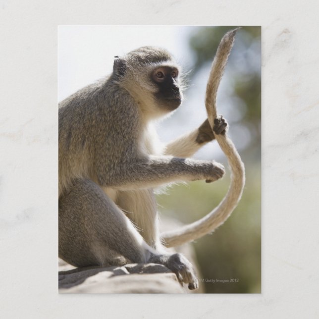 Vervet Monkey holding svan Vykort (Framsida)