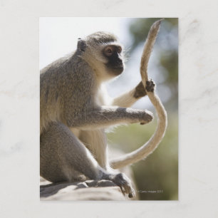 Vervet Monkey holding svan Vykort