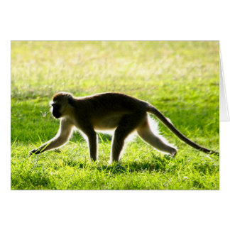 Vervet Monkey Morgon OBS Kort