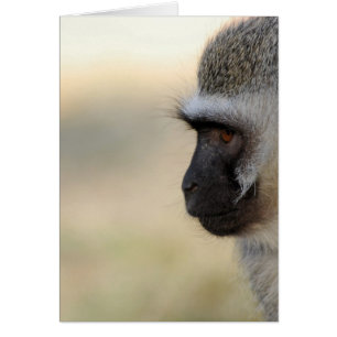 Vervet Monkey OBS Kort