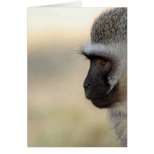 Vervet Monkey OBS Kort (Framsidan)