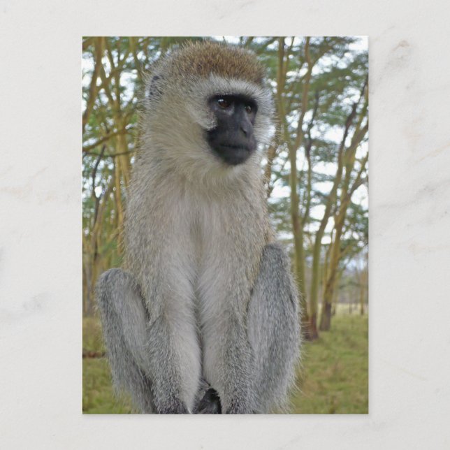 Vervet Monkey Vykort (Framsida)