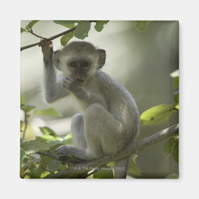 Vervet Monkey, Zimbabwe Magnet (Framsidan)