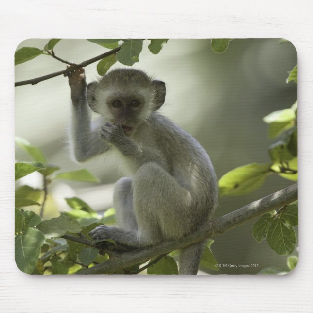 Vervet Monkey, Zimbabwe Musmatta (Framsidan)