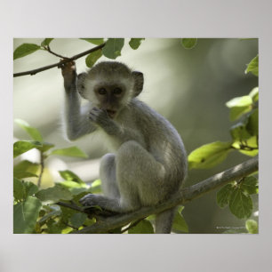 Vervet Monkey, Zimbabwe Poster