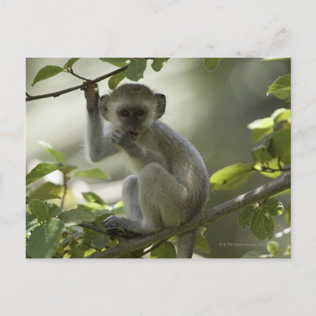 Vervet Monkey, Zimbabwe Vykort (Framsida)