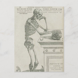 Vesalius Skeletal Image Vykort