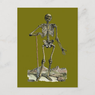 Vesalius: Skelettsystemet Vykort