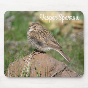 Vesper Sparrow Musmatta