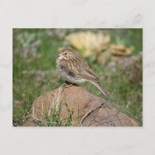 Vesper Sparrow Vykort