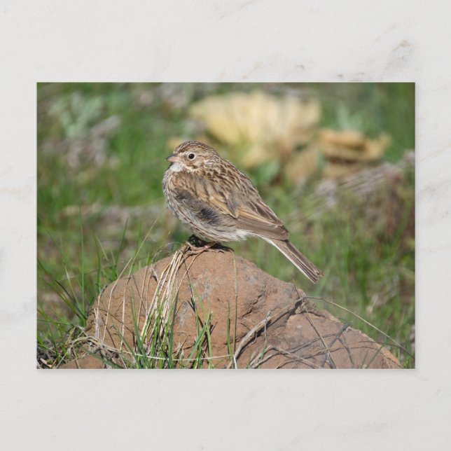 Vesper Sparrow Vykort (Framsida)