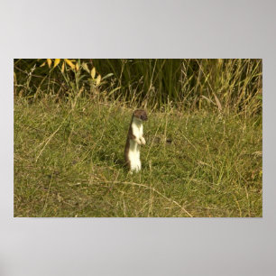 Vessla Kort-tailed Poster