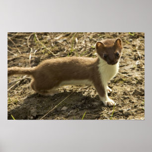 Vessla Kort-tailed Poster