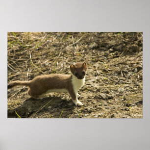 Vessla Kort-tailed Poster