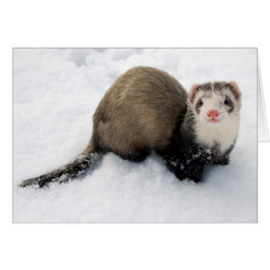 Vessla som leker i snö hälsningskort