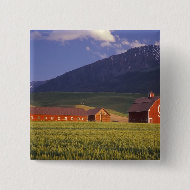 Vete fält i Wallowa Valley, strax utanför Knapp (Framsida)