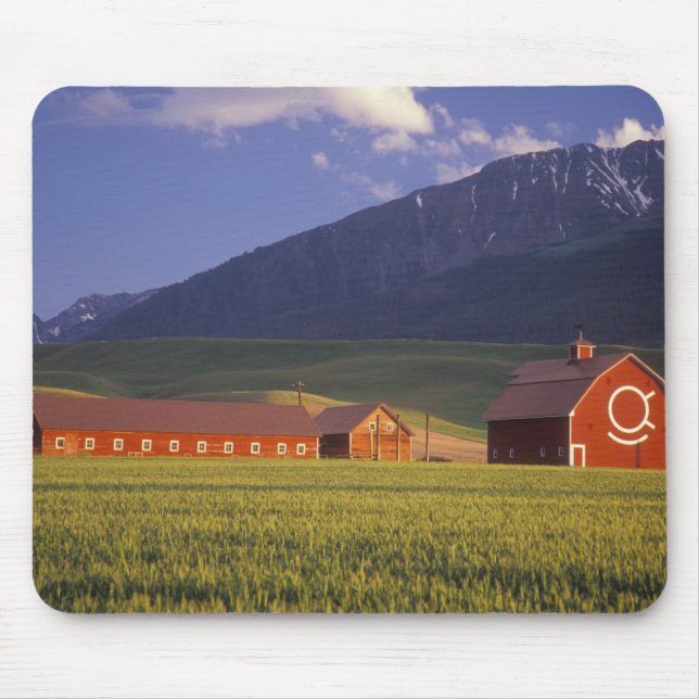 Vete fält i Wallowa Valley, strax utanför Musmatta (Framsidan)