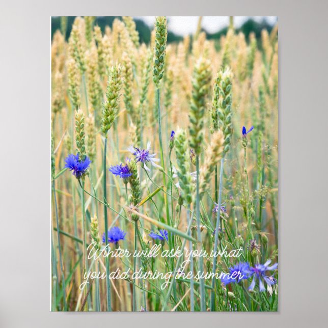 Vete fält med blå kornblommor poster (Framsidan)