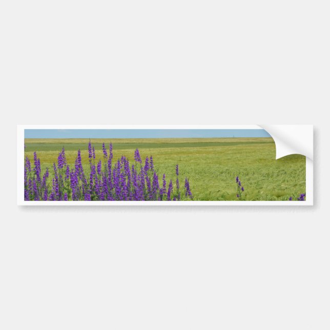 Vete fält med lila vilda blommor bildekal (Framsidan)