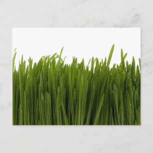 Vete Grass-vykort Vykort