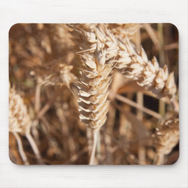 Vete Musmatta (Framsidan)