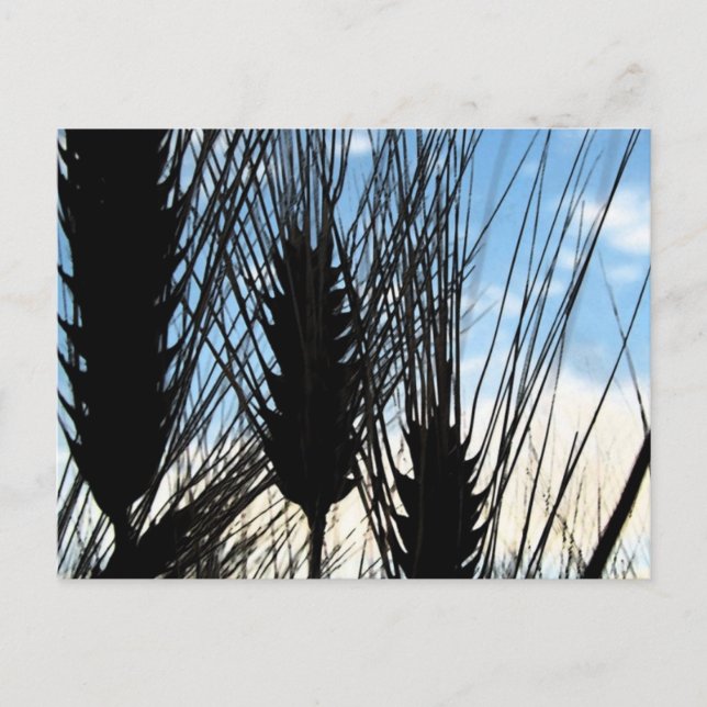 vete och himmel 2012 vykort (Framsida)