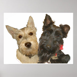 Vete- och svarta skotska terrier poster