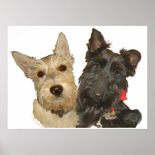 Vete- och svarta skotska terrier poster (Framsidan)