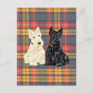 Vete- och svarta skotska terrier vykort
