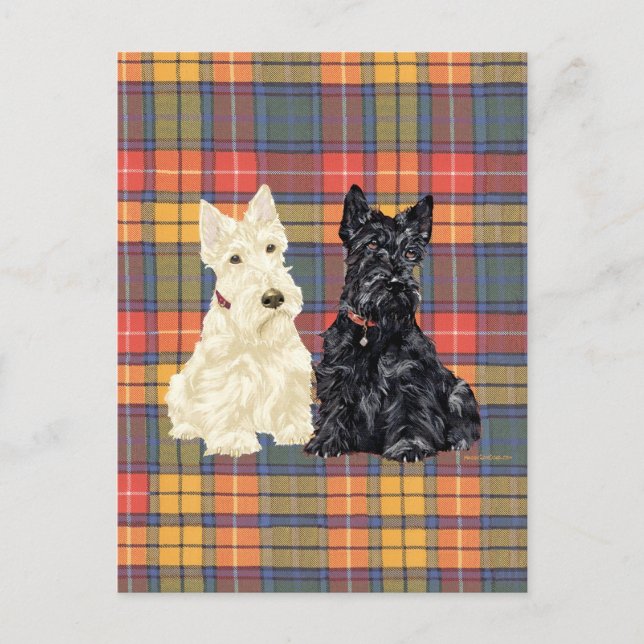 Vete- och svarta skotska terrier vykort (Framsida)