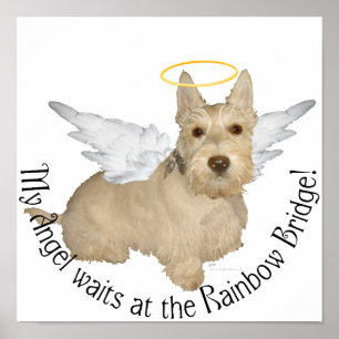 Vete Scottish Terrier Änglar Poster