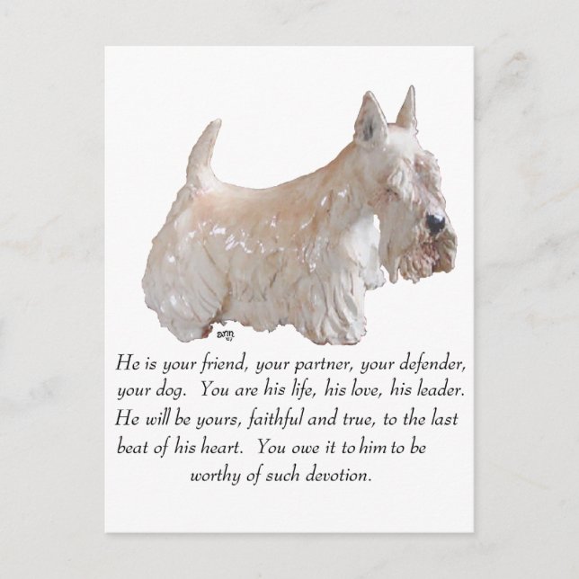 Vete Scottish Terrier - HANE Hund Vykort (Framsida)
