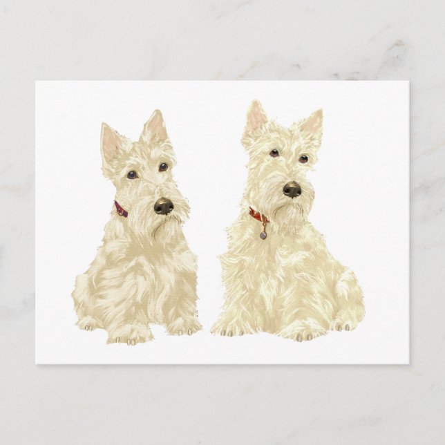 Vete Scottish Terriers Vykort (Framsida)