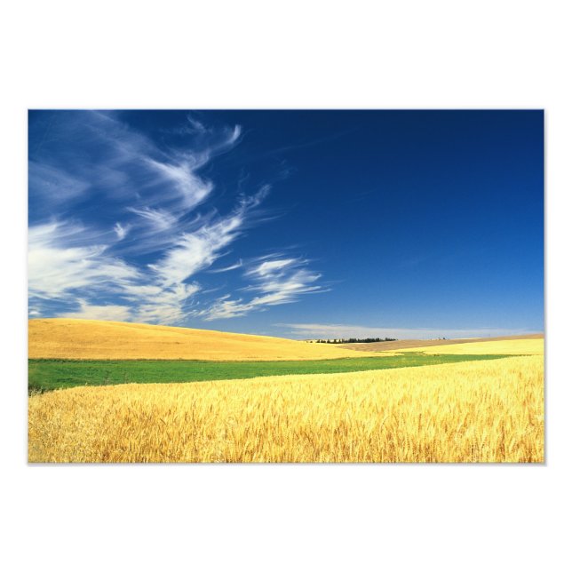 Vete skörd på Palouse i östra Fototryck (Framsidan)