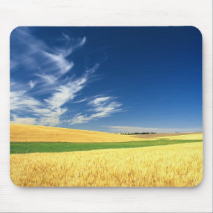 Vete skörd på Palouse i östra Musmatta