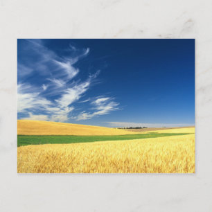 Vete skörd på Palouse i östra Vykort