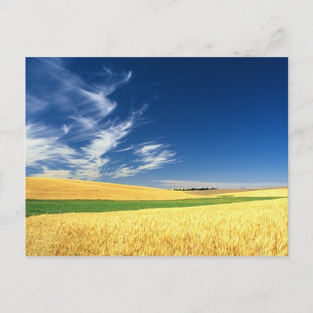 Vete skörd på Palouse i östra Vykort (Framsida)