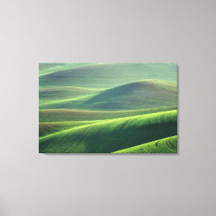 Vete spirar i kullarna i Palouse Canvastryck