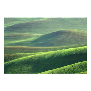Vete spirar i kullarna i Palouse Fototryck