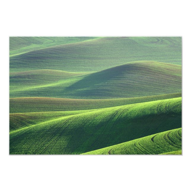 Vete spirar i kullarna i Palouse Fototryck (Framsidan)