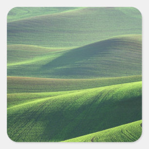 Vete spirar i kullarna i Palouse Fyrkantigt Klistermärke