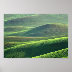 Vete spirar i kullarna i Palouse Poster