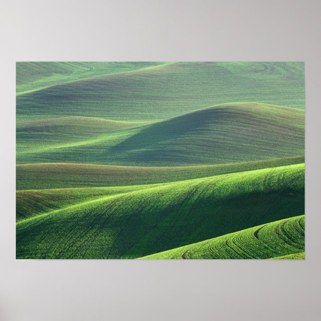 Vete spirar i kullarna i Palouse Poster (Framsidan)