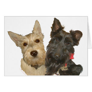 Vete & Svarta Scotties Hälsningskort