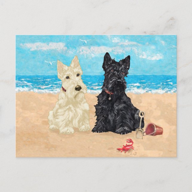 Vete & Svarta Scotties på stranden Vykort (Framsida)