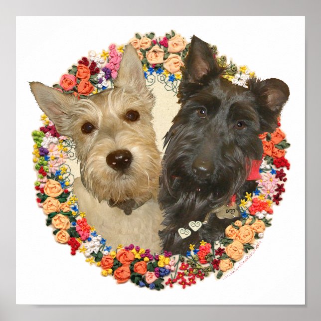 Vete & Svarta Scotties Poster (Framsidan)