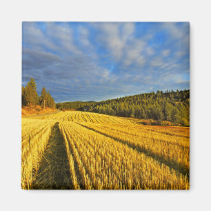 Vetefält efter skörd magnet