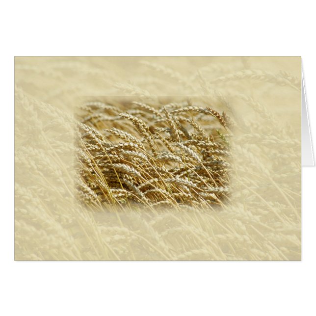 Vetefält Hälsningskort (Framsidan Horizontal)